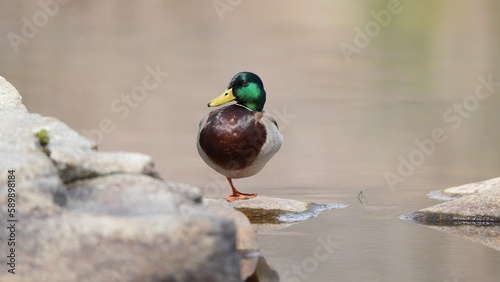 фотографія The river’s watcher