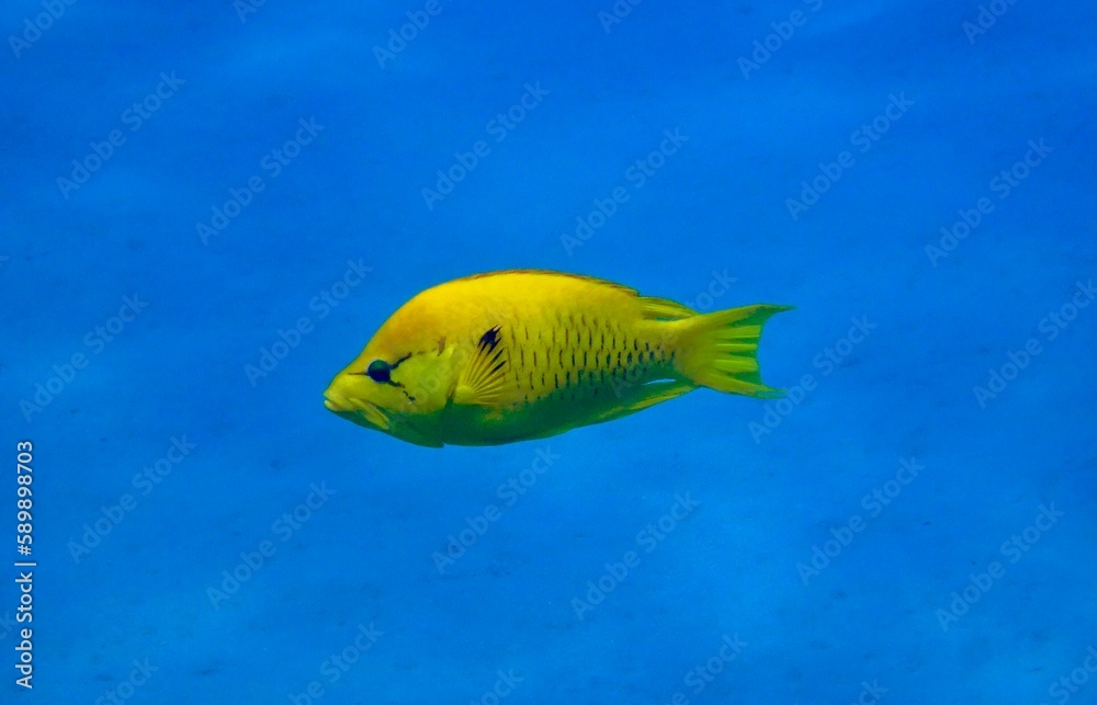 Egyptian Yellow Fish 2023 Egyptian Yellow Fish 2023