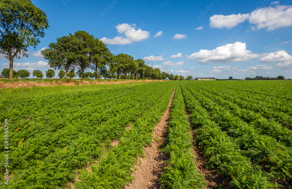 Green rows of carrot plants in a Dutch agricultural landscape. The carrots are almost ready for harvesting now. The photo was taken on a sunny summer day in the province of North Brabant.