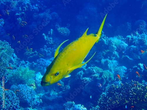 Yellow Jackfish © Mike