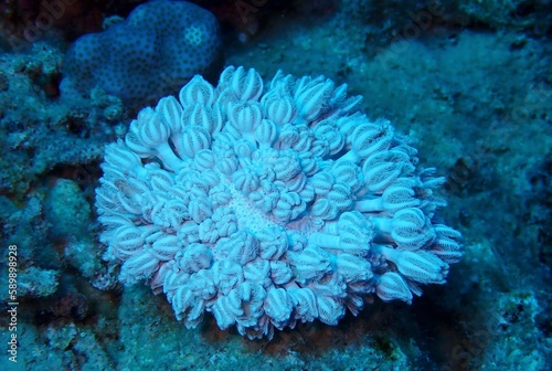 Eygyptian Corals 2023