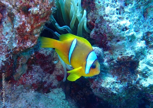 Clownfish Egypt 2023