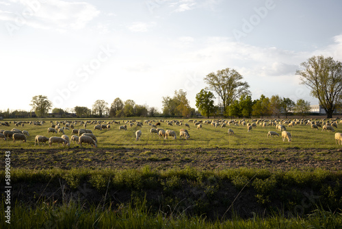Pecore che pascolano in un campo erboso illuminate da una luce morbida photo