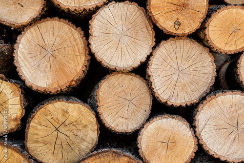 Logs of hardwood stocked in large numbers.