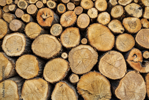 Logs of hardwood stocked in large numbers.