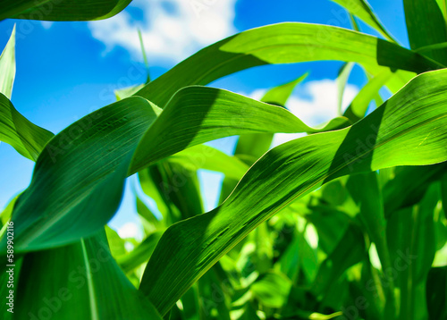 Majestic Maize: A Close-up of Vibrant Green Corn Leaves against a Blue Sky