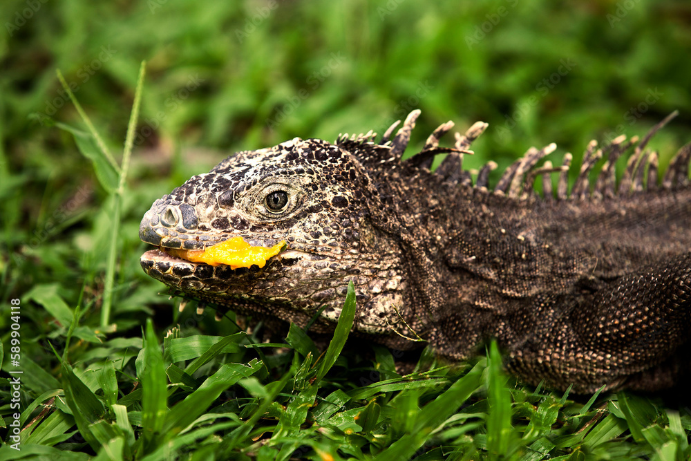 Obraz premium Close up de iguana aislada en habitat natural, comiendo mango.