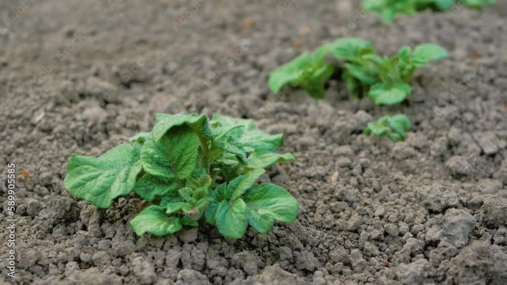 Potato field in summer. Green bush of growing vegetables. Agriculture garden. Foliage bush with juicy green leaves Potato field in summer. Green bush of growing vegetables. Agriculture garden. Foliage bush with juicy green leaves