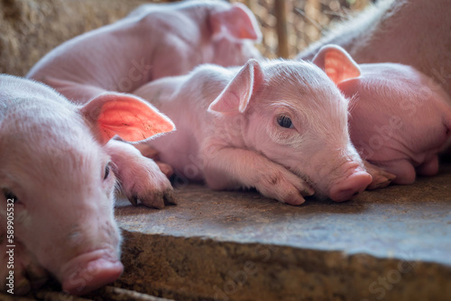 Fotografiet A week-old piglet cute newborn sleeping on the pig farm with other piglets