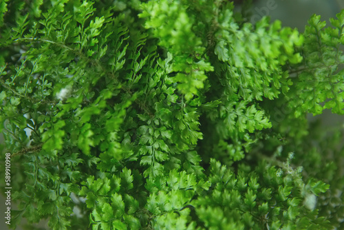 Fluffy Ruffles Fern or nephrolepis exaltata plant close up photo, selective focus. Bright green background of fern branches, homeplanting business