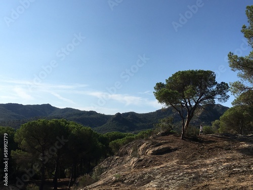 pine tree in the mountains