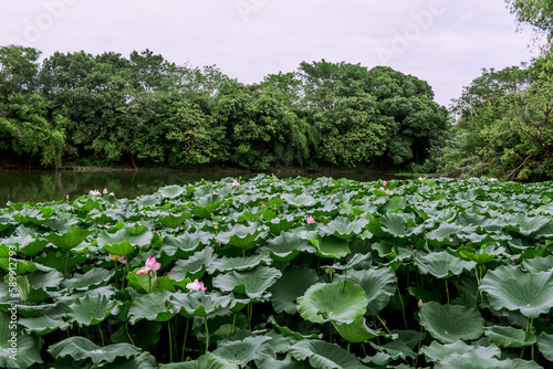 Xixi Hangzhou National Wetland Park  among which are scattered various ponds, lakes and swamps. photo