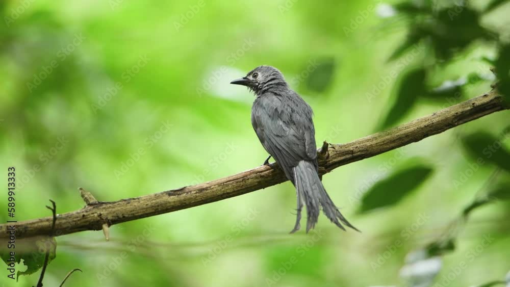 Gray catbird on brunch,Bird watching in forest Gray catbird on brunch,Bird watching in forest