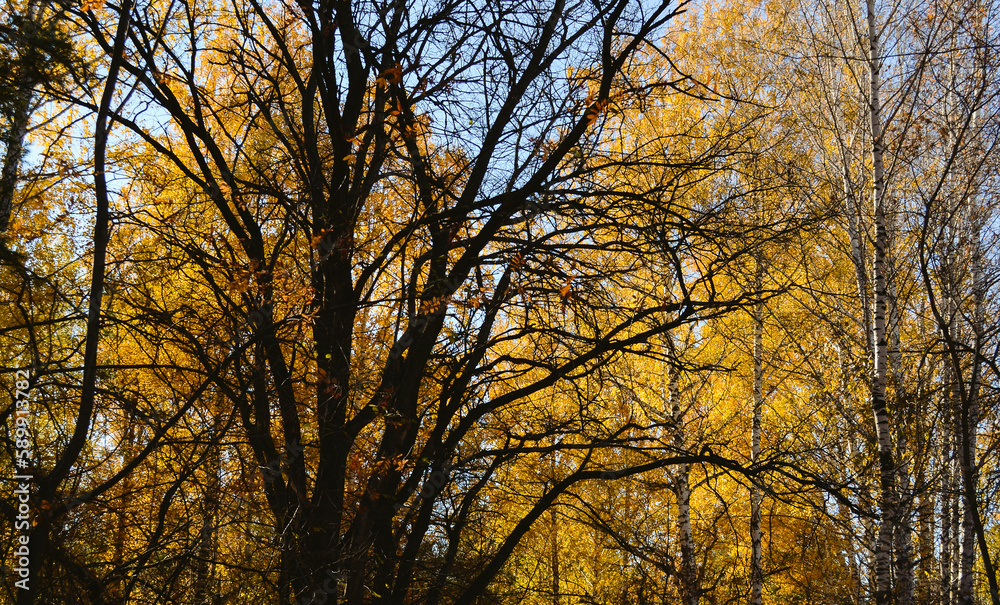 Branched large leafless tree in the shade in the autumn forest Branched large leafless tree in the shade in the autumn forest