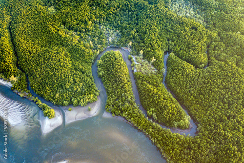Aerial view Mangrove forest and river flowing through a green tropical forest