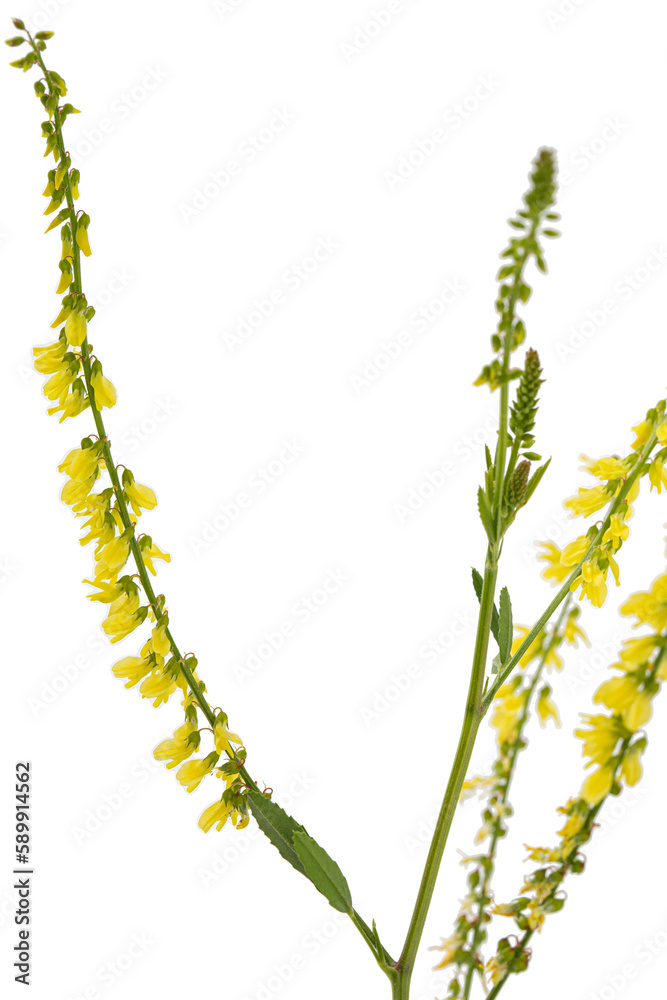 Naklejka premium Sweet clover, lat. Melilotus officinalis, isolated on white background