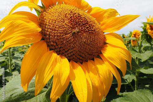 The Helianthus sunflower is a genus of plants in the Asteraceae family. Annual sunflower and tuberous sunflower. Agricultural field. Blooming bud with yellow petals. Furry leaves One big flower. Bee