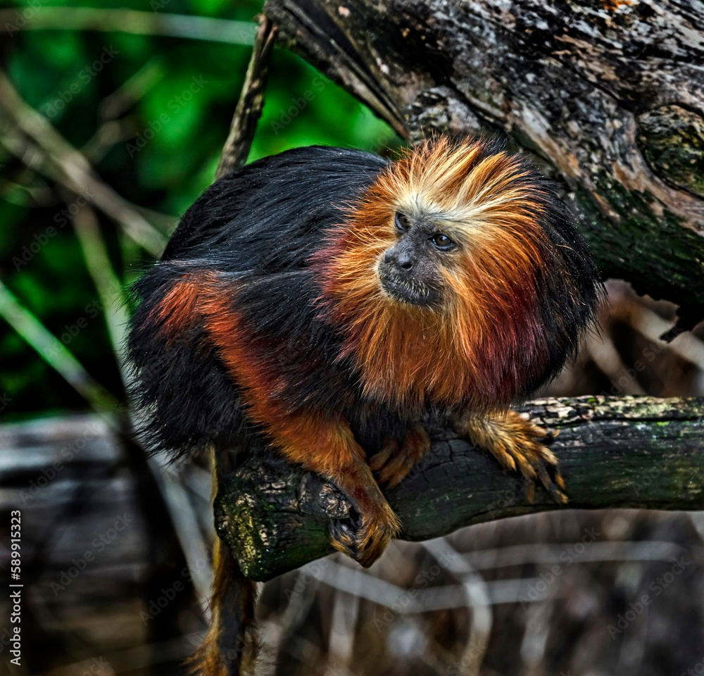 Goldenheaded lion tamarin on the branch. Latin name Leontopithecus