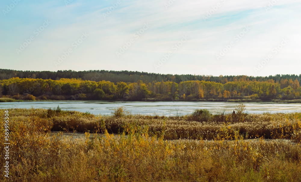 Autumn natural landscape with a river and reeds and a dense forest in the distance Autumn natural landscape with a river and reeds and a dense forest in the distance
