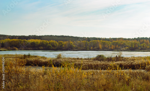 Autumn natural landscape with a river and reeds and a dense forest in the distance