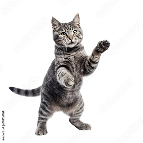 playful british cat isolated on transparent background