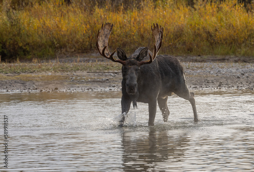 Bull Moose in the Rut in Wyoming in Autumn