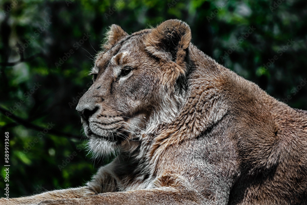 Naklejka premium Lioness head. Latin name - Panthera leo