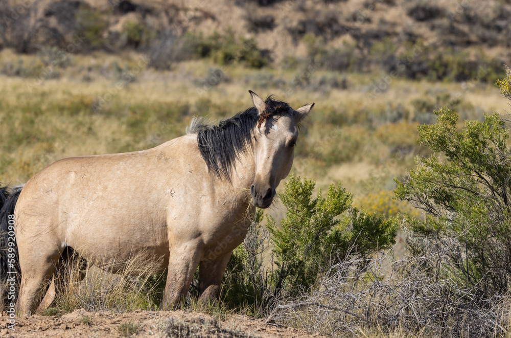 Wild Horse in Autumn in the Wyoming Desert Wild Horse in Autumn in the Wyoming Desert