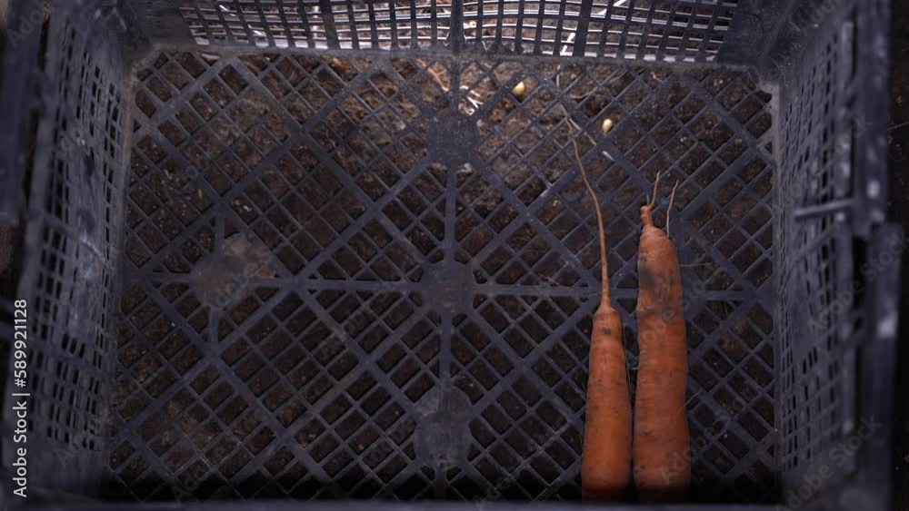 Hand stacks carrots of different sizes in a plastic vegetable storage ...