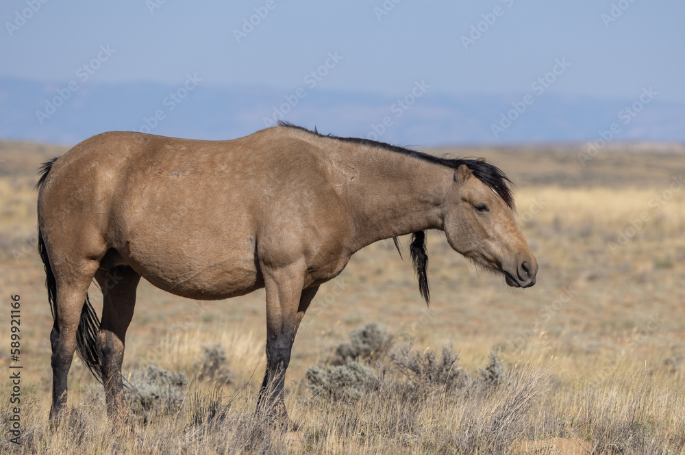 Wild Horse in Autumn in the Wyoming Desert Wild Horse in Autumn in the Wyoming Desert