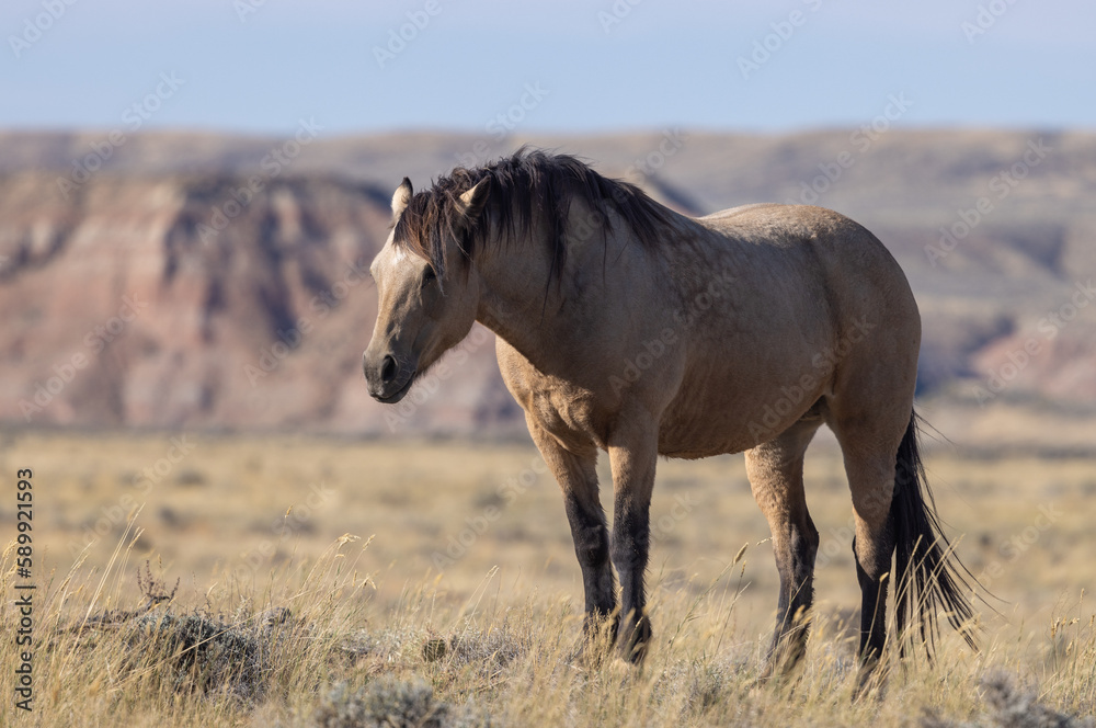 Wild Horse in Autumn in the Wyoming Desert Wild Horse in Autumn in the Wyoming Desert