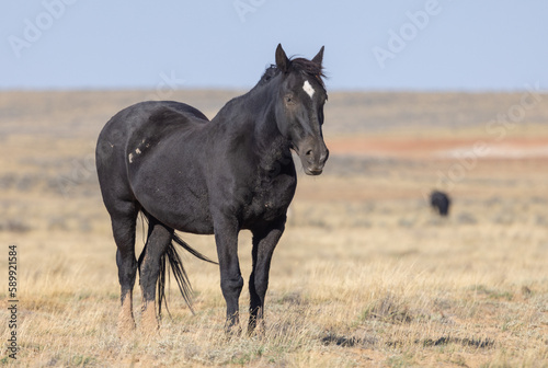 Wild Horse in Autumn in the Wyoming Desert © natureguy