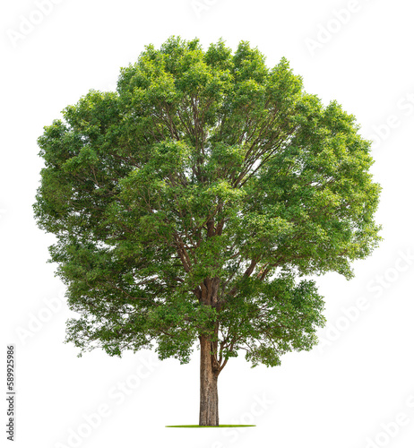 big tree isolate on white background