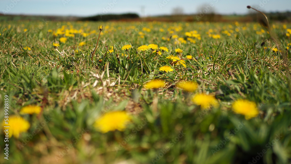 Views of yellow dandelions and green grass, Cornwall, UK Views of yellow dandelions and green grass, Cornwall, UK