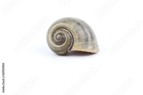snail shell isolated on white background