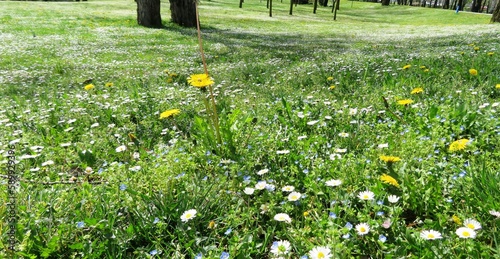 meadow with flowers