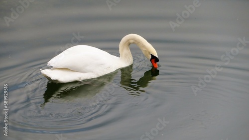 swan on the lake