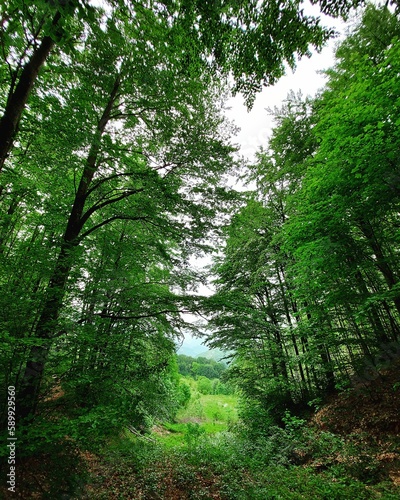 Path in the forest