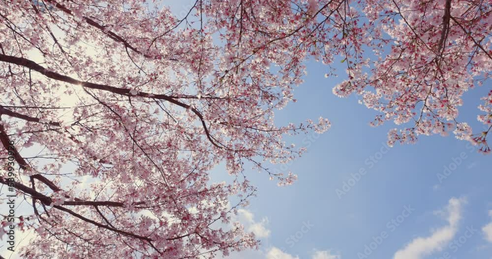 風に揺れる満開の桜の花