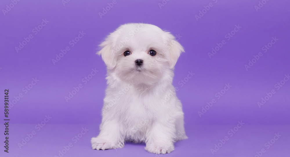 Portrait of a cute Maltese breed puppy. A small dog on a bright fashionable background. Portrait of a cute Maltese breed puppy. A small dog on a bright fashionable background.