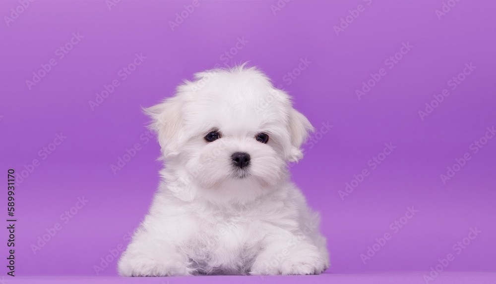 Portrait of a cute Maltese breed puppy. A small dog on a bright fashionable background.