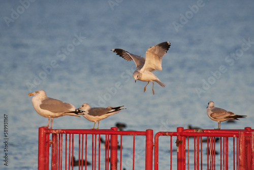 Junge Sturmmöwen und Silbermöwe am Kummerower See	 photo