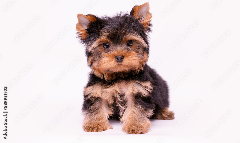 Portrait of a cute Yorkshire Terrier puppy. A small dog on a white background. Portrait of a cute Yorkshire Terrier puppy. A small dog on a white background.
