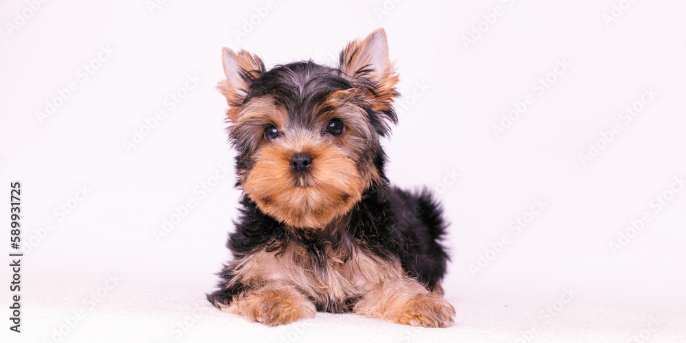 Portrait of a cute Yorkshire Terrier puppy. A small dog on a white background. Portrait of a cute Yorkshire Terrier puppy. A small dog on a white background.