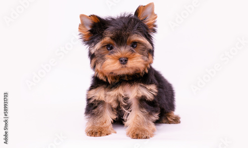 Portrait of a cute Yorkshire Terrier puppy. A small dog on a white background.