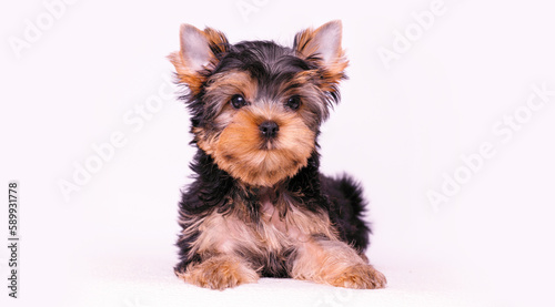 Portrait of a cute Yorkshire Terrier puppy. A small dog on a white background.