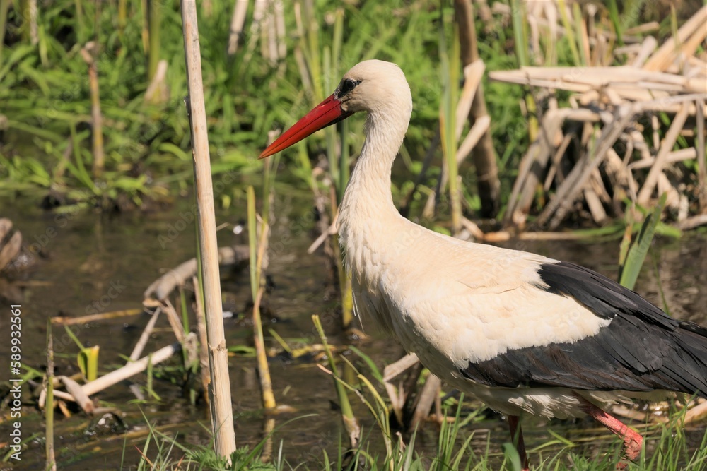 Fototapeta premium Stork side view on a background of green grass and water