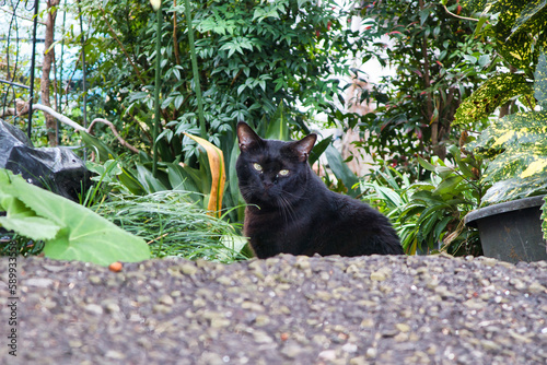 植木の間で座っている可愛い黒色の野良猫