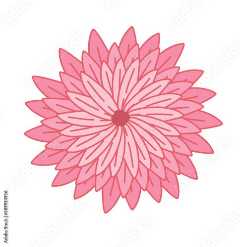 pink dahlia flower