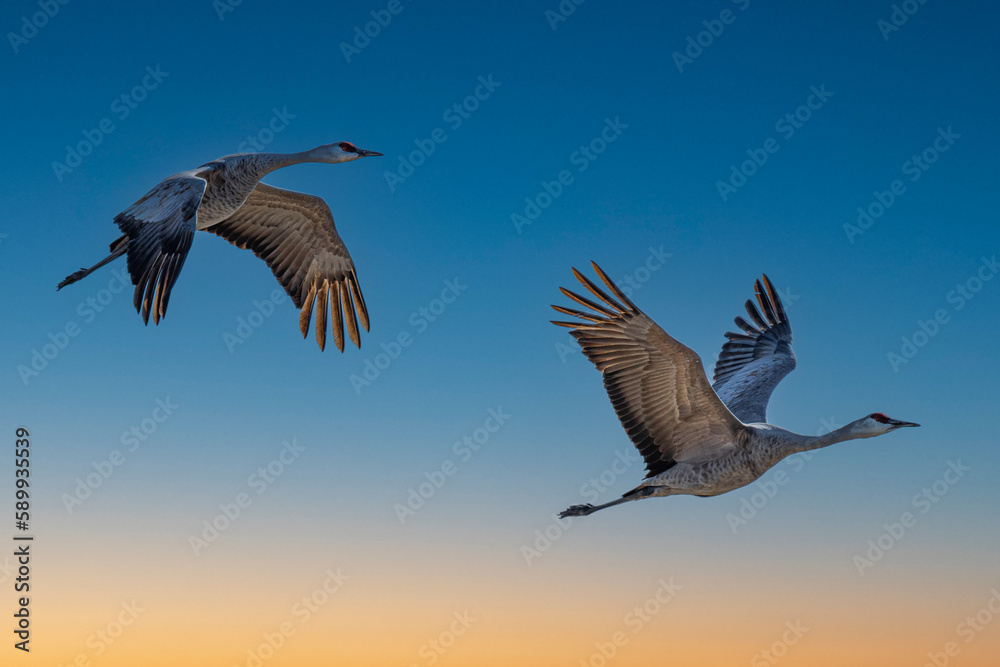 Fototapeta premium Sandhill Cranes (Antigone canadensis) in Flight
